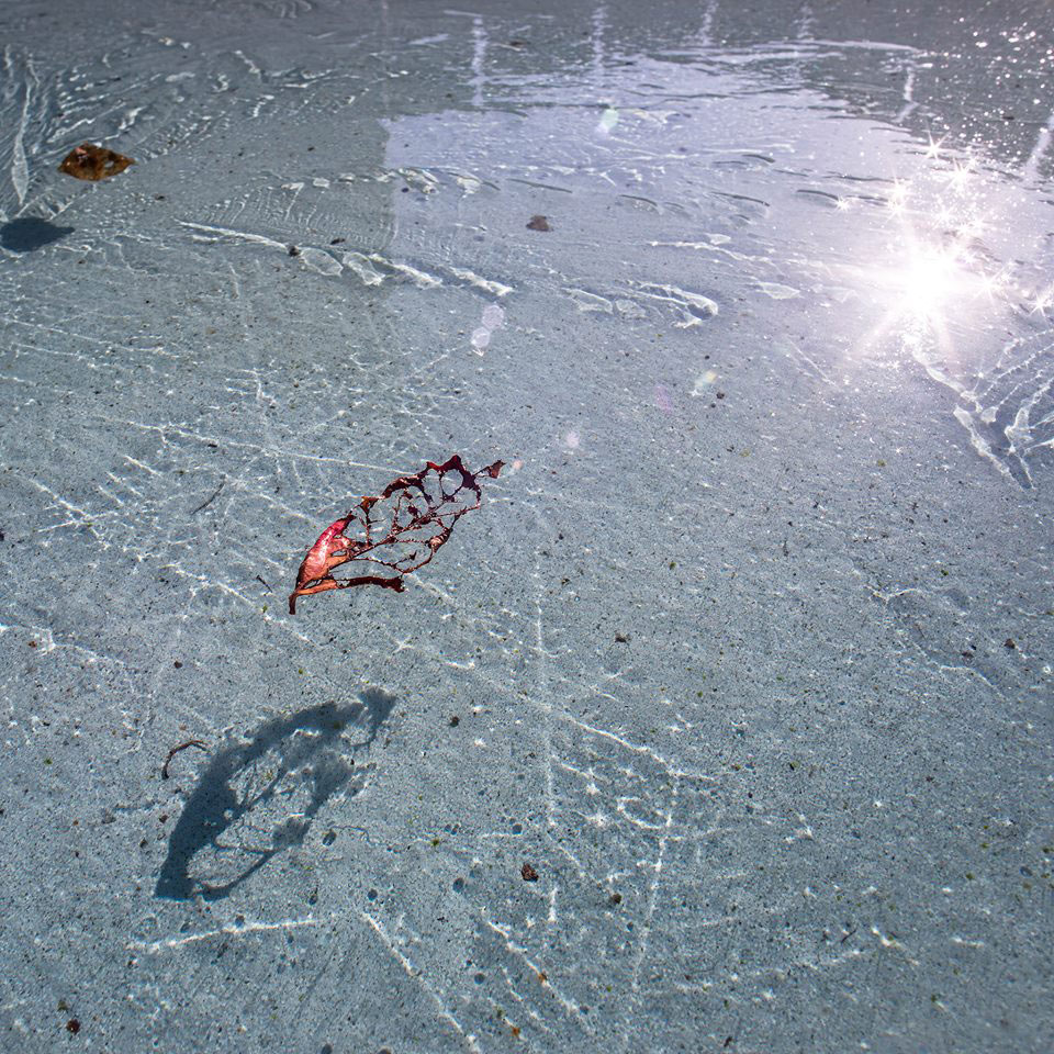 初氷に結晶がみえる水盤