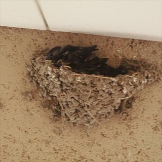 ポーチの土壁には燕の巣